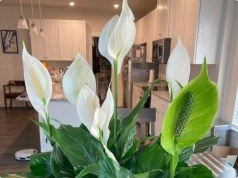Why Your Peace Lily Isn’t Blooming—and the Simple Fix You’re Probably Missing