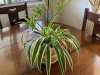 5 Simple Ways to Encourage Your Spider Plant to Bloom
