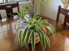 5 Simple Ways to Encourage Your Spider Plant to Bloom