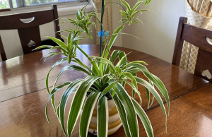 5 Simple Ways to Encourage Your Spider Plant to Bloom