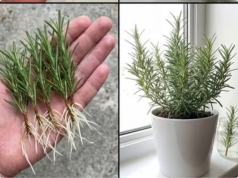 How to Propagate Rosemary in Water: A Simple, Foolproof Method