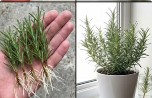 How to Propagate Rosemary in Water: A Simple, Foolproof Method