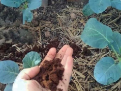 This natural plant fertilizer will make all your neighbors jealous