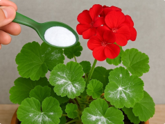 How to Keep Geraniums Blooming All Season: The Right Way to Water Them