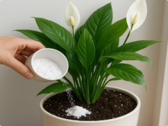 Peace Lily Care Secret: Forget Water—Use This Instead for Lasting Beauty