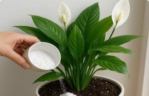 Peace Lily Care Secret: Forget Water—Use This Instead for Lasting Beauty
