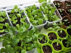 Indoor Seed Starting in January: What to Plant (and Skip) Across All Zones