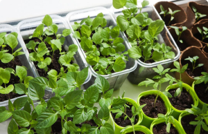 Indoor Seed Starting in January: What to Plant (and Skip) Across All Zones