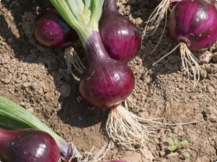 The Humble Onion: A Daily Superfood with Powerful (and Practical) Benefits