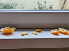 Don’t Toss Those Tangerine Peels—Put Them on Your Windowsills Instead