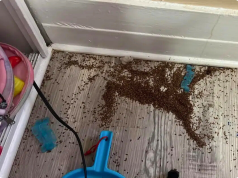 “Anyone know what this could be? I have found two piles of these … in my daughters’ room.”