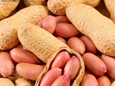 The Quiet Power of Peanuts: What Happens Inside Your Body After Just One Handful